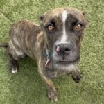 An image of Ricki. Ricki is a Boxer/Mixed Breed (Medium).