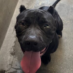 An image of Marge. Marge is a Terrier, Pit Bull.