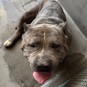 An image of Kevin. Kevin is a Terrier, Pit Bull.