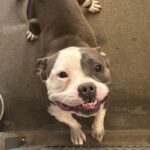 An image of Sailor. Sailor is a Terrier, Pit Bull.