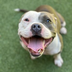 An image of Sailor. Sailor is a Terrier, Pit Bull.