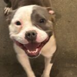 An image of Sailor. Sailor is a Terrier, Pit Bull.