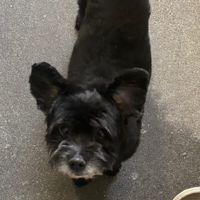 An image of Hammy. Hammy is a Terrier.