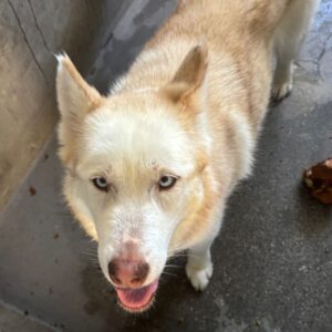 An image of Coco. Coco is a Husky, Siberian.