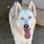 An image of Coco. Coco is a Husky, Siberian.