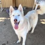 An image of Coco. Coco is a Husky, Siberian.