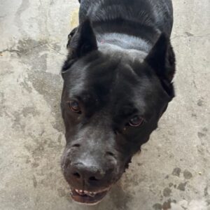 An image of Xica. Xica is a Mastiff, Cane Corso.