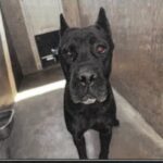 An image of Xica. Xica is a Mastiff, Cane Corso.