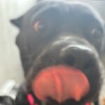 An image of Xica. Xica is a Mastiff, Cane Corso.