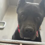 An image of Xica. Xica is a Mastiff, Cane Corso.