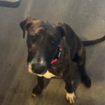An image of Mia. Mia is a Shepherd, Dutch/Mixed Breed (Large).