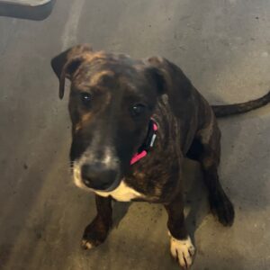 An image of Mia. Mia is a Shepherd, Dutch/Mixed Breed (Large).
