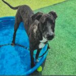An image of Mia. Mia is a Shepherd, Dutch/Mixed Breed (Large).
