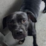 An image of Stanley. Stanley is a Terrier, Pit Bull/Mixed Breed (Large).