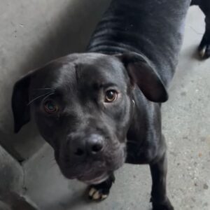 An image of Stanley. Stanley is a Terrier, Pit Bull/Mixed Breed (Large).