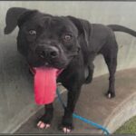 An image of Stanley. Stanley is a Terrier, Pit Bull/Mixed Breed (Large).