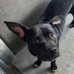 An image of Stanley. Stanley is a Terrier, Pit Bull/Mixed Breed (Large).