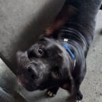An image of Stanley. Stanley is a Terrier, Pit Bull/Mixed Breed (Large).