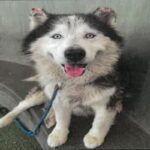 An image of Joshua. Joshua is a Malamute, Alaskan/Mixed Breed (Large).