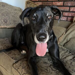 An image of Roxin. Roxin is a Great Dane.