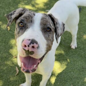 An image of Posey. Posey is a Terrier, Pit Bull.