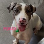 An image of Posey. Posey is a Terrier, Pit Bull.