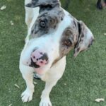 An image of Posey. Posey is a Terrier, Pit Bull.