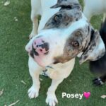 An image of Posey. Posey is a Terrier, Pit Bull.