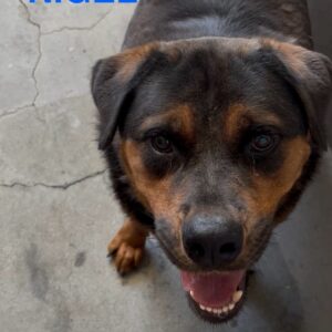 An image of Nigel. Nigel is a Rottweiler.
