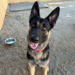 An image of Heidi. Heidi is a Shepherd, German.