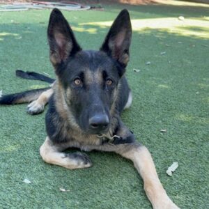 An image of Heidi. Heidi is a Shepherd, German.