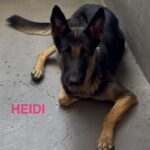 An image of Heidi. Heidi is a Shepherd, German.