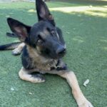 An image of Heidi. Heidi is a Shepherd, German.
