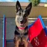 An image of Heidi. Heidi is a Shepherd, German.