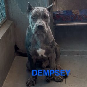 An image of Dempsey. Dempsey is a Mastiff.
