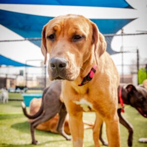 An image of Fawn. Fawn is a Mixed Breed (Large).