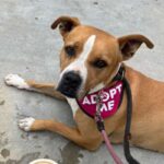 An image of Apple. Apple is a Terrier, American Pit Bull.