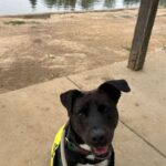 An image of Megan. Megan is a Mixed Breed (Medium).