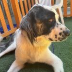 An image of Roe. Roe is a Saint Bernard.