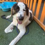 An image of Roe. Roe is a Saint Bernard.