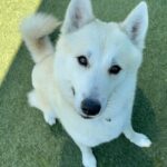 An image of Dorito. Dorito is a Mixed Breed (Medium).