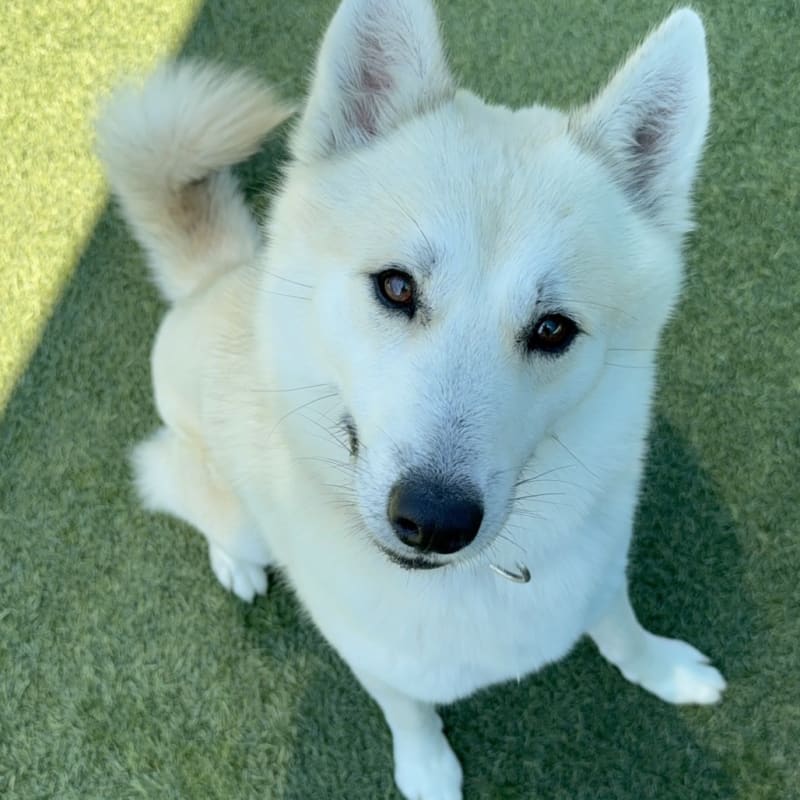 An image of Dorito. Dorito is a Mixed Breed (Medium).