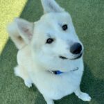 An image of Dorito. Dorito is a Mixed Breed (Medium).