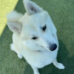 An image of Dorito. Dorito is a Mixed Breed (Medium).