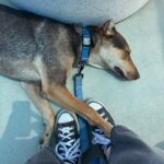 An image of Bruno Mars. Bruno Mars is a Mixed Breed (Large).