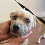 An image of Maisy. Maisy is a Terrier.