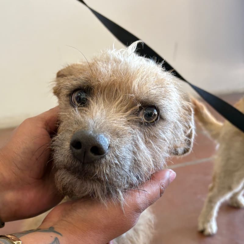 An image of Maisy. Maisy is a Terrier.