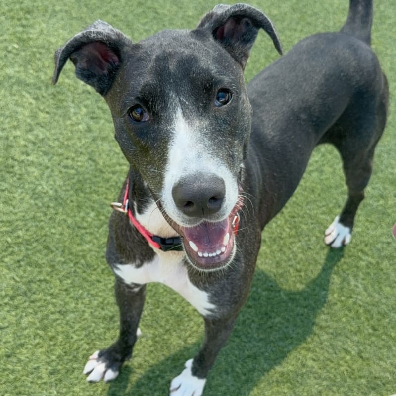 An image of Corra. Corra is a Greyhound/Mixed Breed (Medium).
