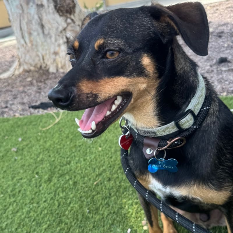 An image of Chance. Chance is a Terrier.