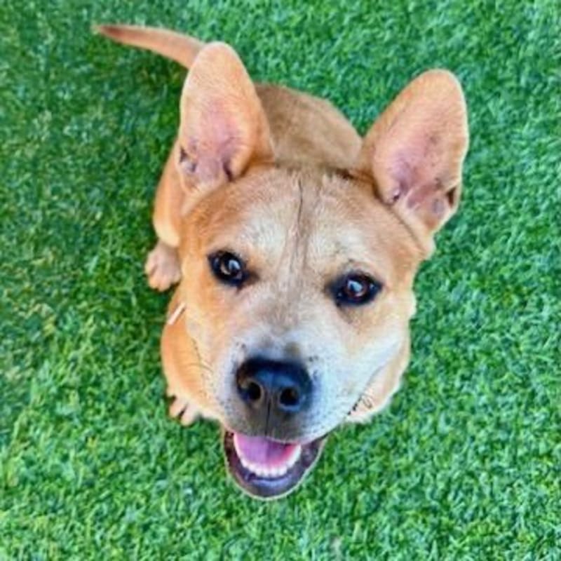 An image of Daisy. Daisy is a Terrier, American Pit Bull/Mixed Breed (Medium).